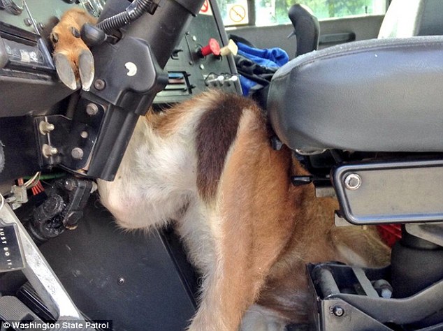 Can Moose Jump Over A Car Can Moose Jump Over A Car